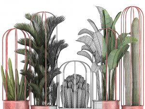 collection of exotic plants 45 Modèle 3D