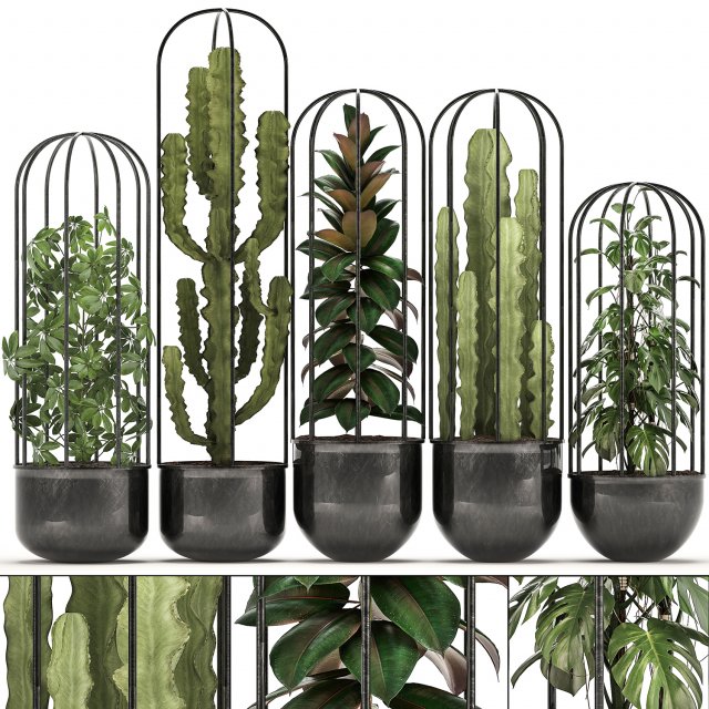 collection of exotic plants Model 3D .c4d .max .obj .3ds .fbx .stl .blend 