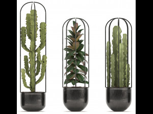 collection of exotic plants Model 3D