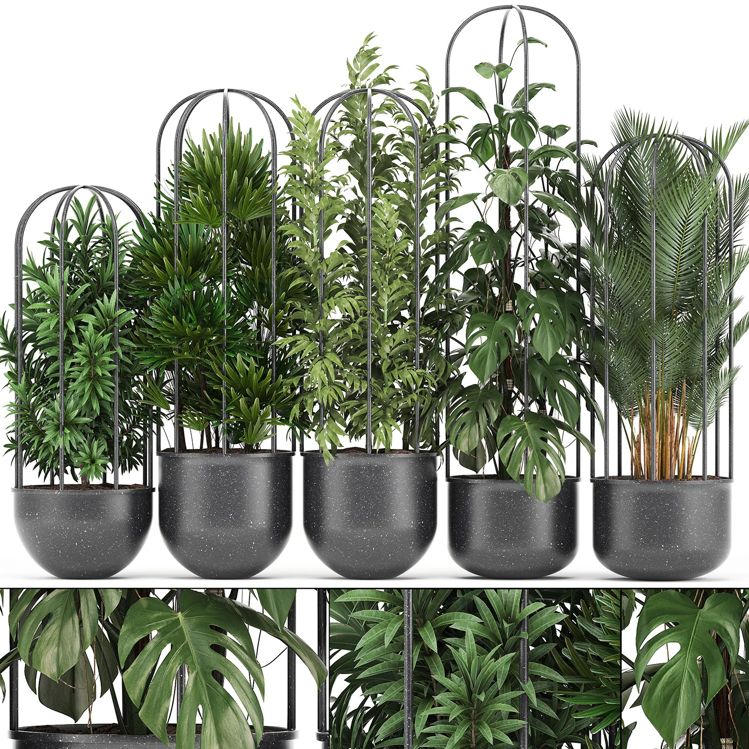 collection of ornamental plants exotic plants 3D Model .c4d .max .obj .3ds .fbx .stl .blend 