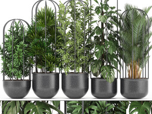 collection of ornamental plants exotic plants 3D मॉडल