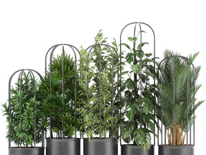 collection of ornamental plants exotic plants 3D Model