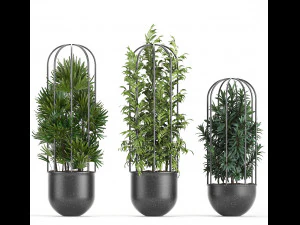 collection of ornamental plants exotic plants 3D Model