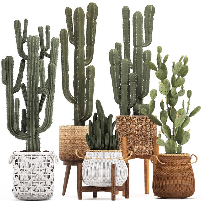 collection of exotic cactus plants 12 Model 3D .c4d .max .obj .3ds .fbx .stl .blend 