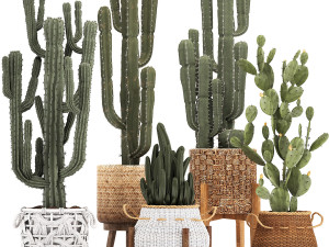 collection of exotic cactus plants 12 3D Model