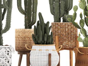 collection of exotic cactus plants 12 3D Model