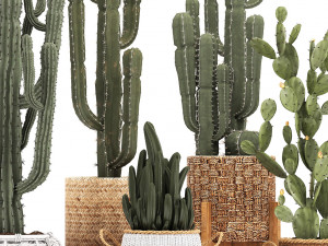 collection of exotic cactus plants 12 Model 3D