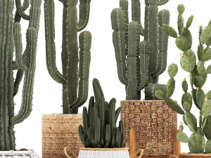 collection of exotic cactus plants 12 3D Model