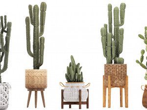 collection of exotic cactus plants 12 Model 3D