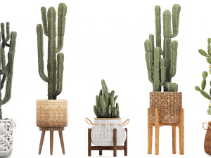 collection of exotic cactus plants 12 3D Model