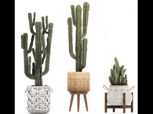 collection of exotic cactus plants 12 3D Model