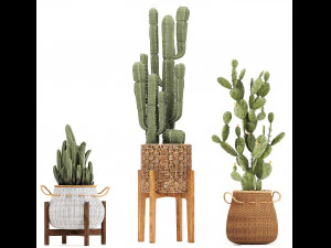 collection of exotic cactus plants 12 3D Model