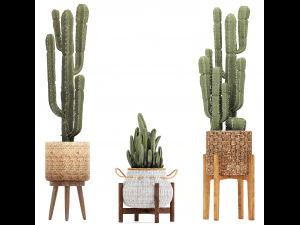 collection of exotic cactus plants 12 3D Model