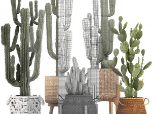 collection of exotic cactus plants 12 3D Model