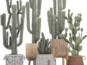 collection of exotic cactus plants 12 3D Model