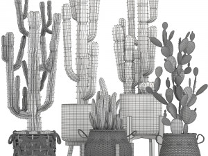 collection of exotic cactus plants 12 Model 3D