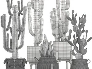 collection of exotic cactus plants 12 3D Model