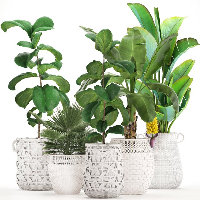 collection of ornamental plants exotic plants 3D 모델 .c4d .max .obj .3ds .fbx .stl .blend