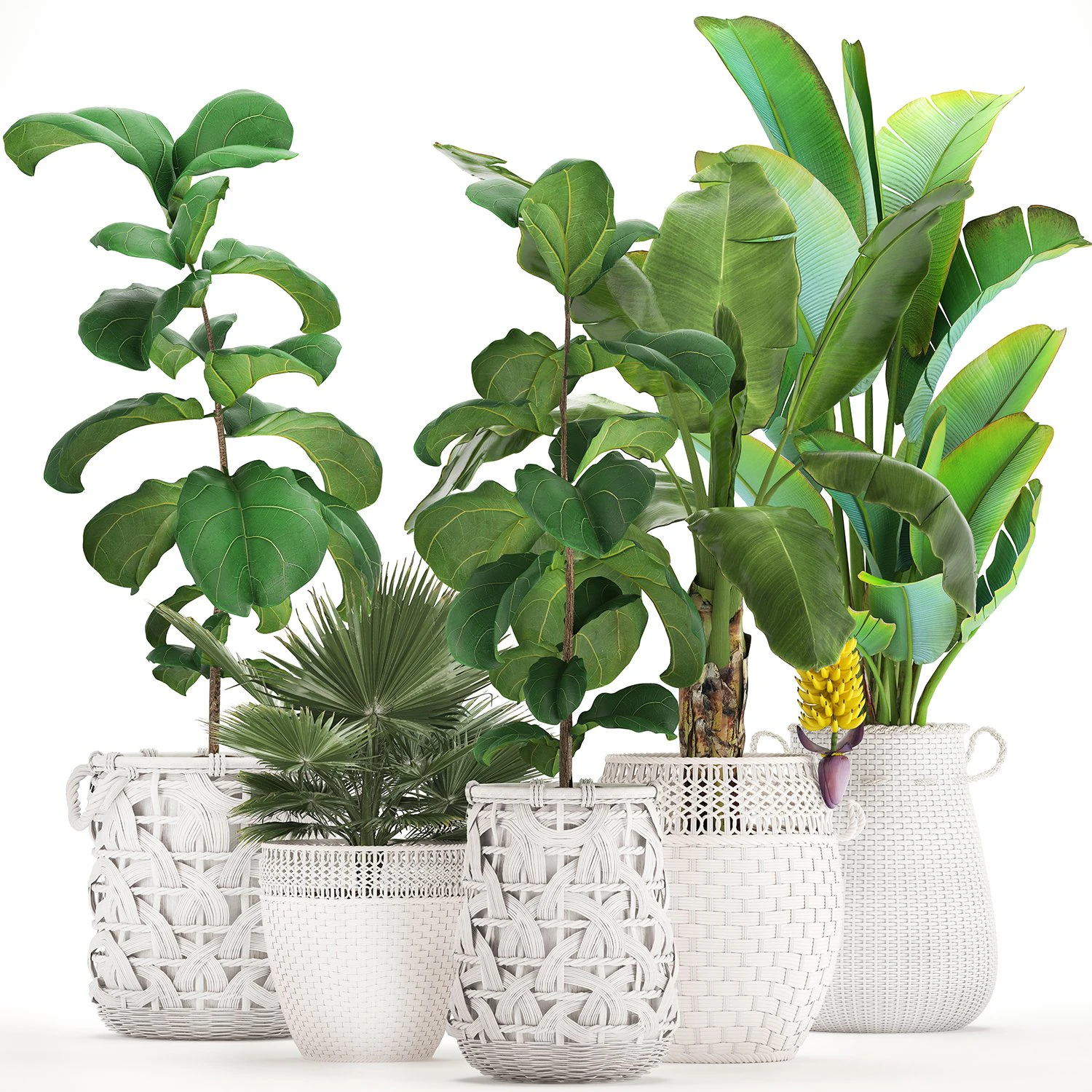 collection of ornamental plants exotic plants 3D Model .c4d .max .obj .3ds .fbx .stl .blend 