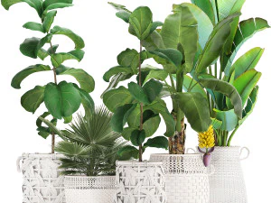 collezione di piante ornamentali piante esotiche Modello 3D