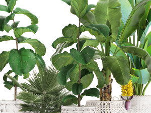 collection of ornamental plants exotic plants 3D 모델
