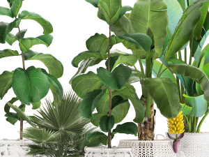 collection of ornamental plants exotic plants 3D Model