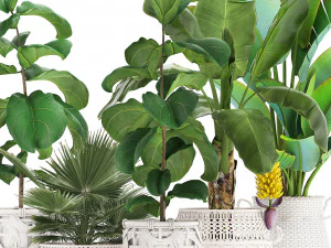 collection of ornamental plants exotic plants 3D Model