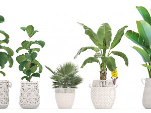 collection of ornamental plants exotic plants 3D 모델