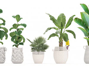 collection of ornamental plants exotic plants 3D Model