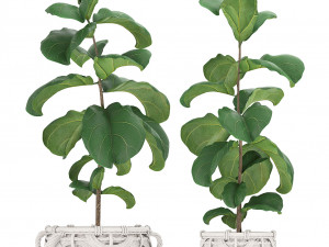 collection of ornamental plants exotic plants 3D 모델