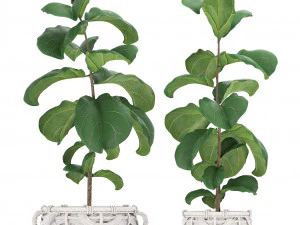 collection of ornamental plants exotic plants 3D Model