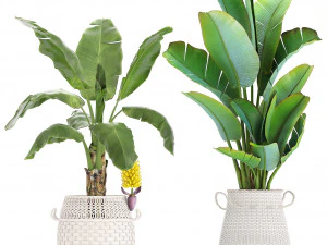collection of ornamental plants exotic plants 3D Model