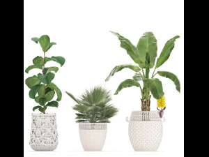 collection of ornamental plants exotic plants 3D Model