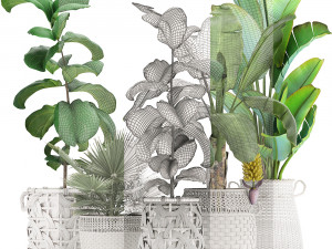 collection of ornamental plants exotic plants 3D 모델