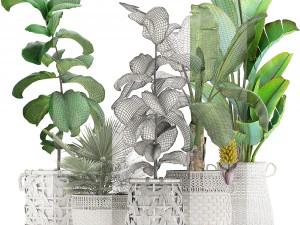 collection of ornamental plants exotic plants 3D Model