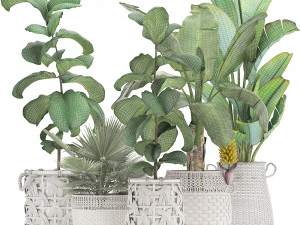 collection of ornamental plants exotic plants 3D Model