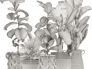 collection of ornamental plants exotic plants 3D 모델