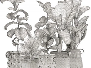 collection of ornamental plants exotic plants 3D Model