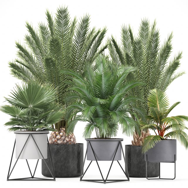 collection of ornamental plants and exotic plants Model 3D .c4d .max .obj .3ds .fbx .stl .blend 