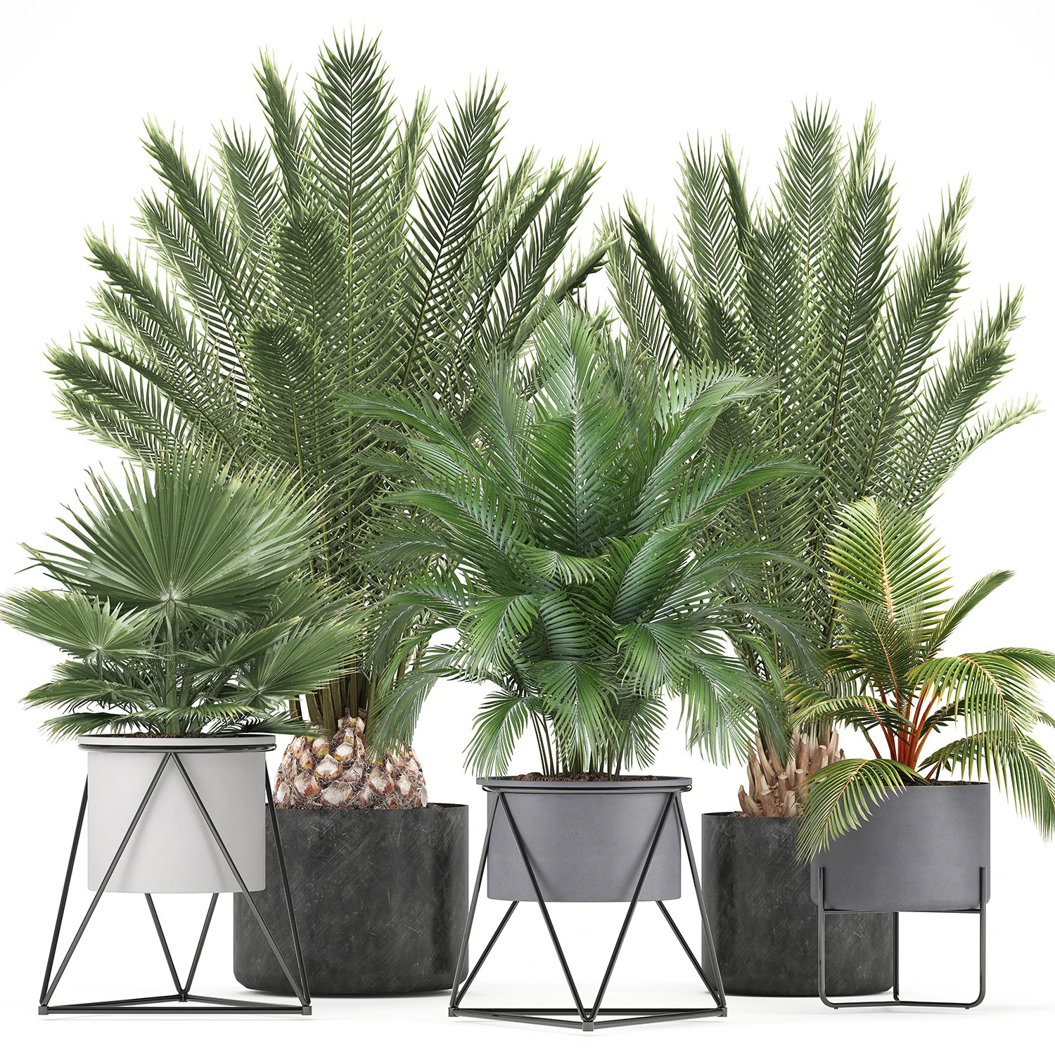 collection of ornamental plants and exotic plants 3D Model .c4d .max .obj .3ds .fbx .stl .blend 