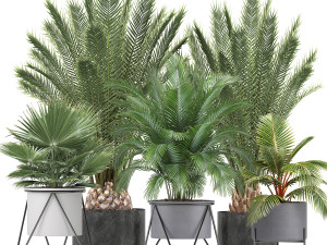 collection of ornamental plants and exotic plants 3D Model