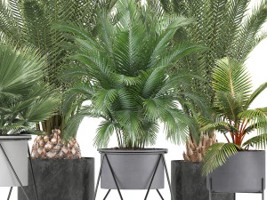 collection of ornamental plants and exotic plants 3D Model
