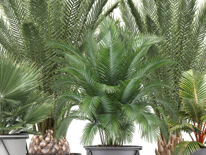 collection of ornamental plants and exotic plants 3D Model