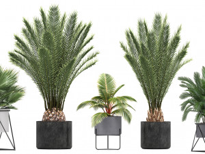 collection of ornamental plants and exotic plants Model 3D