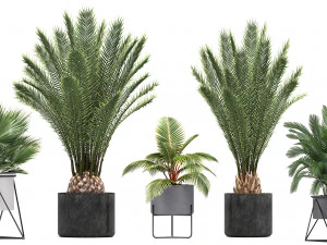 collection of ornamental plants and exotic plants 3D Model