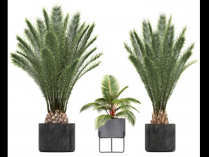 collection of ornamental plants and exotic plants Model 3D