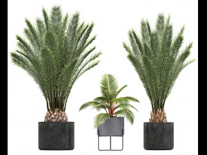 collection of ornamental plants and exotic plants 3D Model