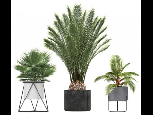 collection of ornamental plants and exotic plants 3D Model