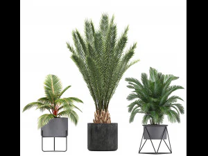 collection of ornamental plants and exotic plants 3D Model