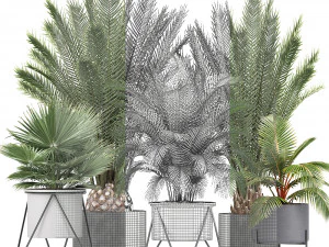collection of ornamental plants and exotic plants 3D Model